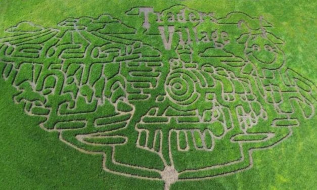 For Refresh or Sponsored Post – Traders Village’s Popular Corny Maze is Back for 2019