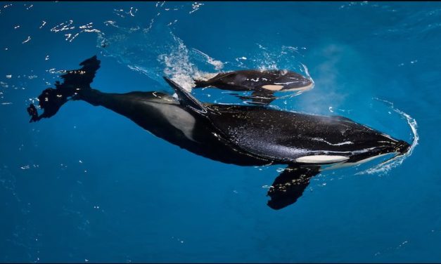 SeaWorld Opens Year Round Hours