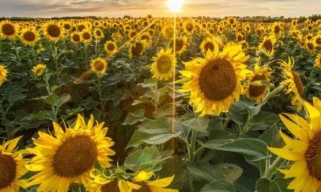 10 acre sunflower field coming to San Antonio in June