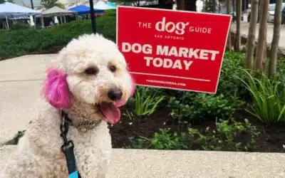 Things To Do in San Antonio this Weekend of May 19 include Downtown Dog Market, Under Your Skin: A Tattoo Art Show, & more!