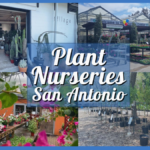 Plant Nursery San Antonio – A Green Thumb’s Guide To 9 Nurseries in Alamo City!