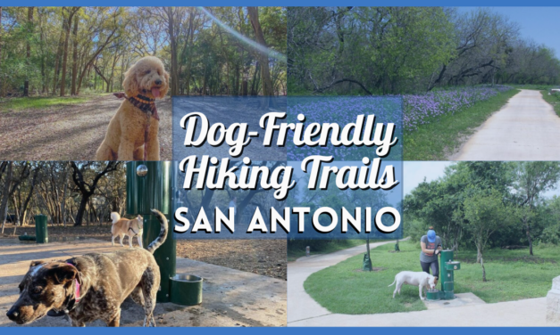 Dog Friendly Hiking Trails San Antonio – Your Guide to Paw-some Adventures for Your Furry Friend!