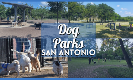 Dog Parks in San Antonio TX – Places for Furry Friends to Unleash the Fun!