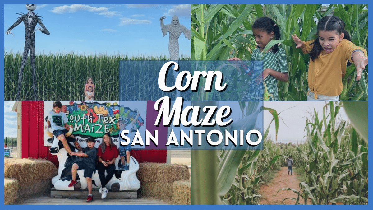 San Antonio Corn Maze