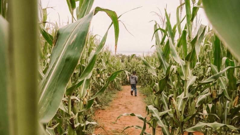 corn maze san antonio