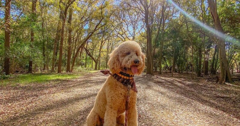 dog friendly hiking trails san antonio