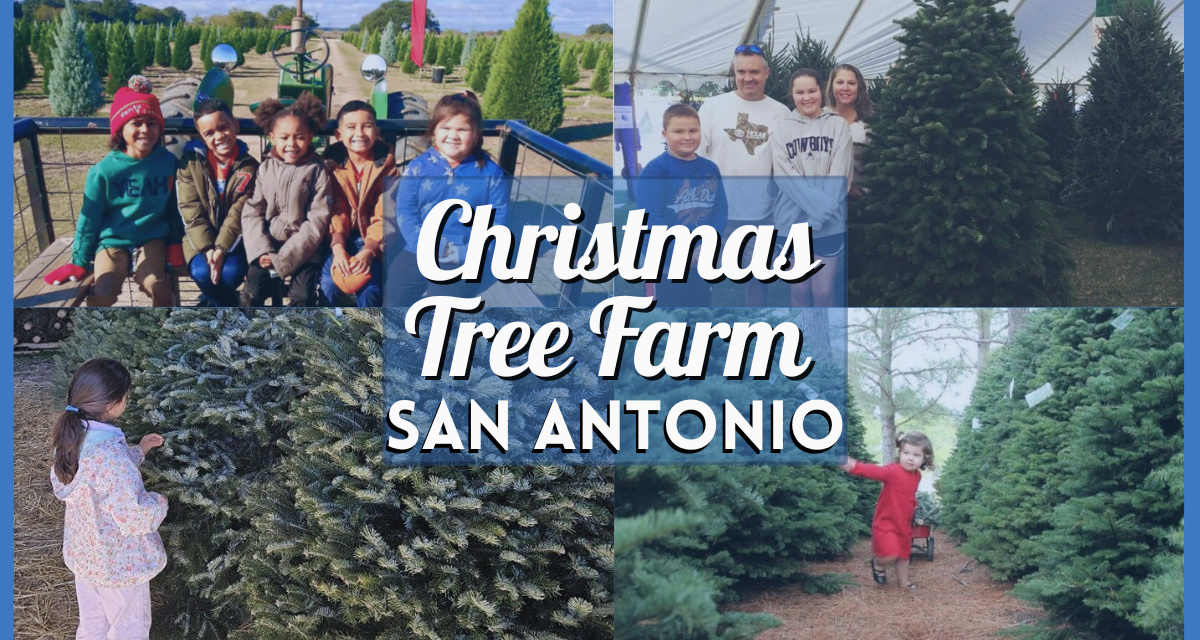 Christmas Tree Farms in San Antonio 2024 – The Best Farms for Real, Fresh, Cut Trees Around Alamo City!