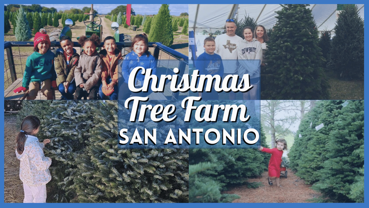 Christmas Tree Farm San Antonio