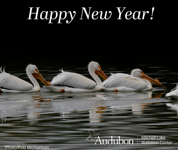 Fun Events in San Antonio Today - FREE Entry Day - Celebrate the New Year in Nature